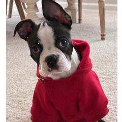 Winston (aka) Bear, a Adoptable Boston Terrier in Decatur, AL image 2/2