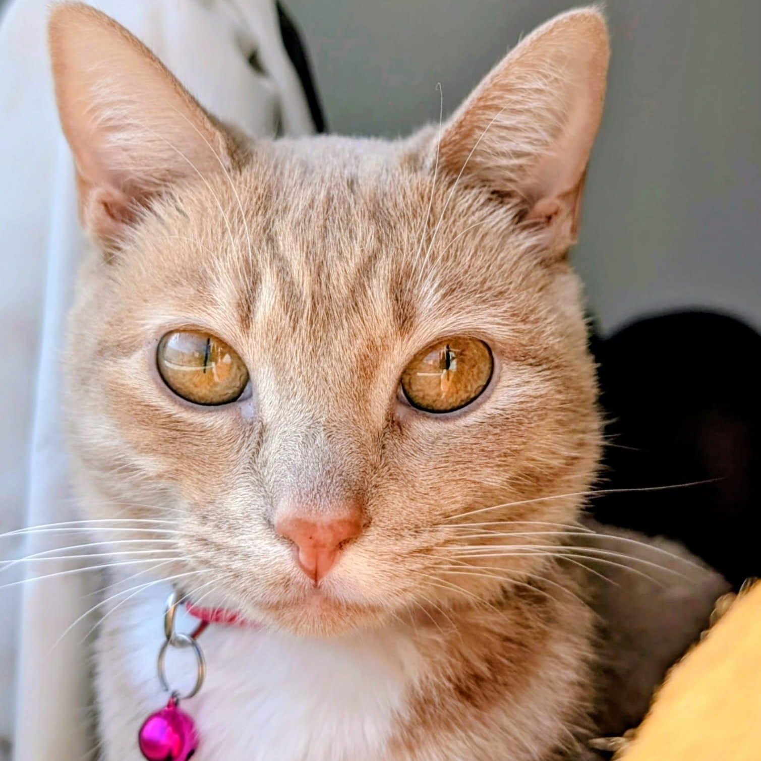 Blossom, adopted, Young Female Tabby.