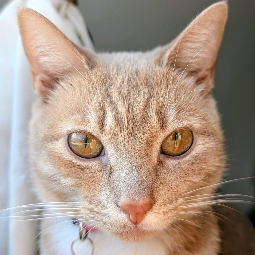 Enlarge Blossom, an adopted Tabby in New York, NY image 4/4