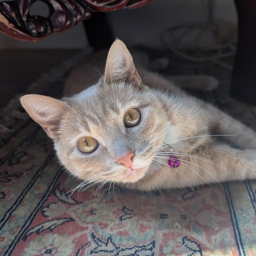 Enlarge Blossom, an adopted Tabby in New York, NY image 3/4