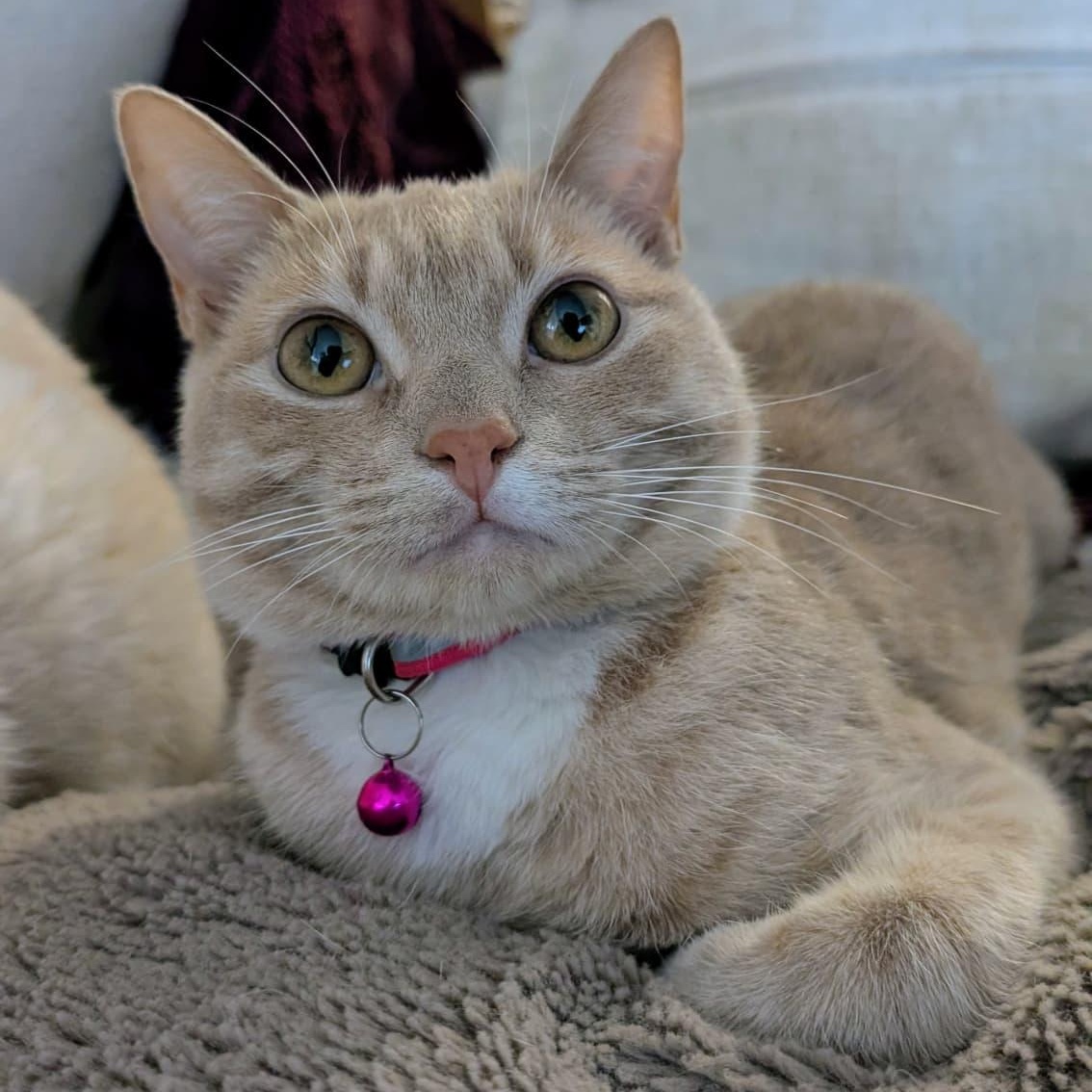 Enlarge Blossom, an adopted Tabby in New York, NY image 2/4