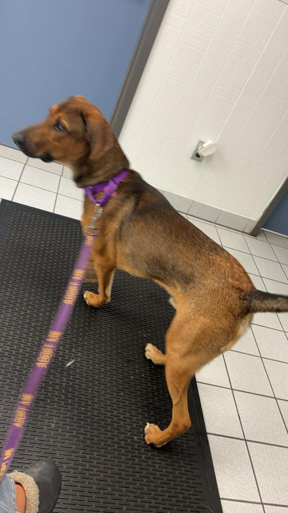 Winston, Adoptable, Young Male Hound & Shepherd.