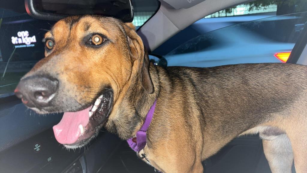 Winston, a Adoptable mixed breed in Warren, MI image 2/6