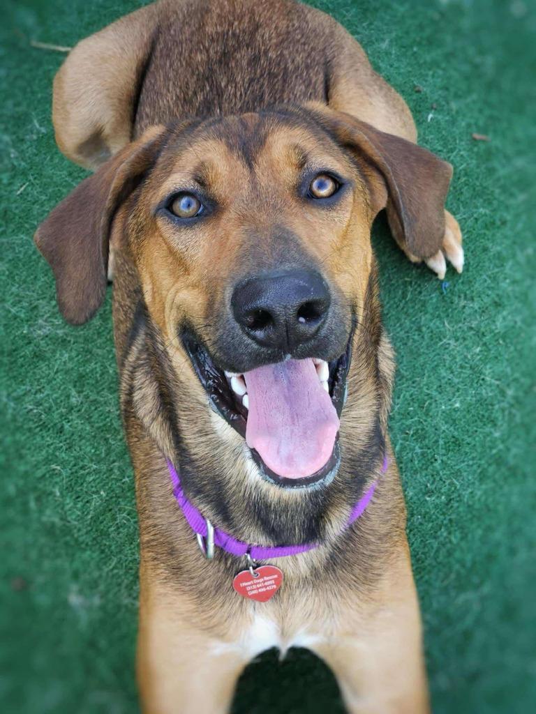 Winston, a Adoptable mixed breed in Warren, MI image 3/6