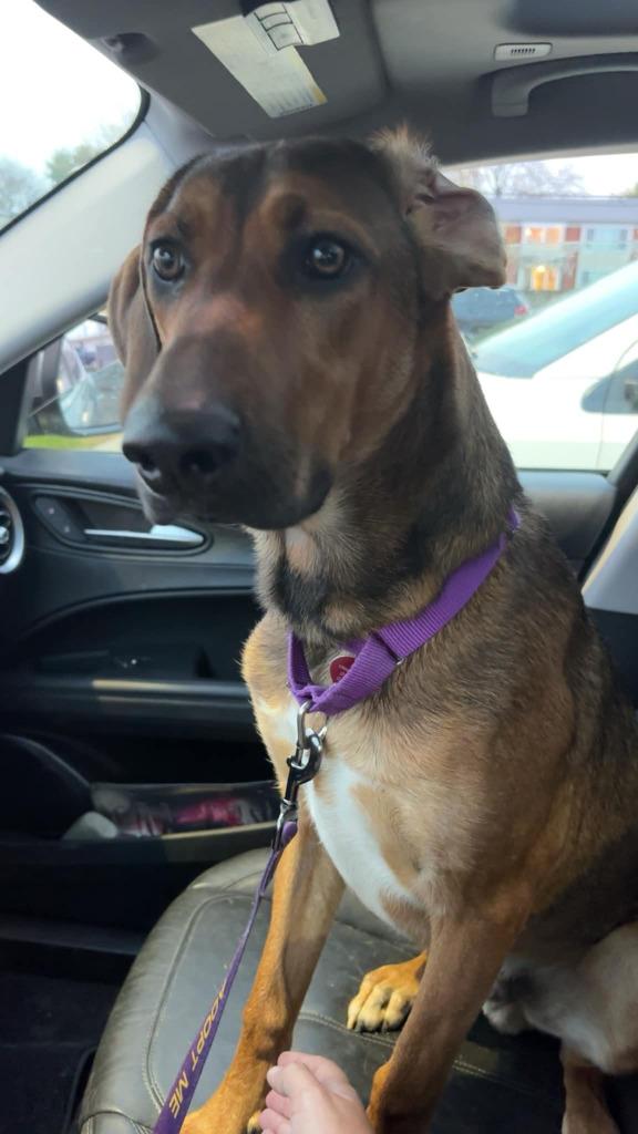 Winston, a Adoptable mixed breed in Warren, MI image 4/6