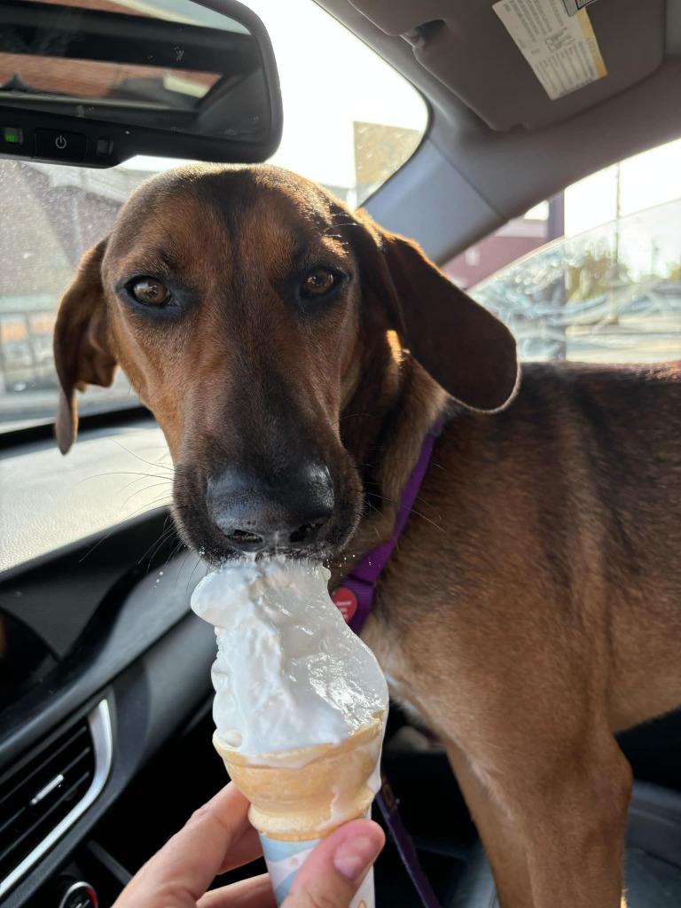 Winston, a Adoptable mixed breed in Warren, MI image 5/6