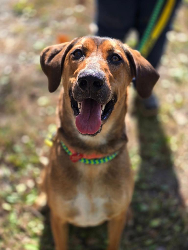 Winston, a Adoptable mixed breed in Warren, MI image 6/6