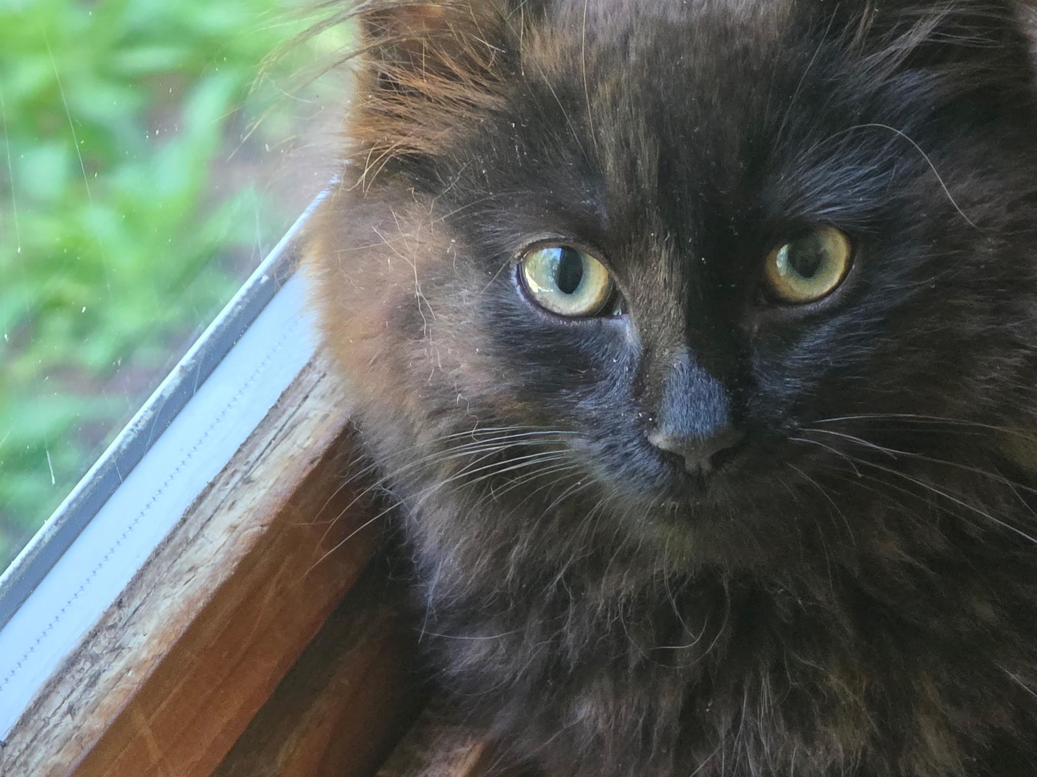 Hallie (she's so sweet & precious), adopted, Kitten Female Domestic Long Hair & Tabby.