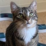 Lenny, a Adoptable Domestic Short Hair in Rushville, IL image 1/2