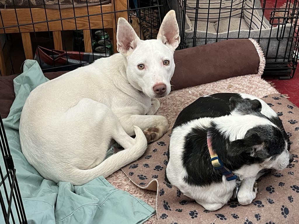 China, a Adoptable mixed breed in Quakertown , PA image 3/6
