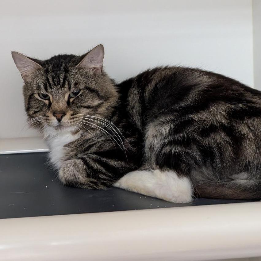 Miyamoto Musashi, Adoptable, Adult Male Domestic Medium Hair.
