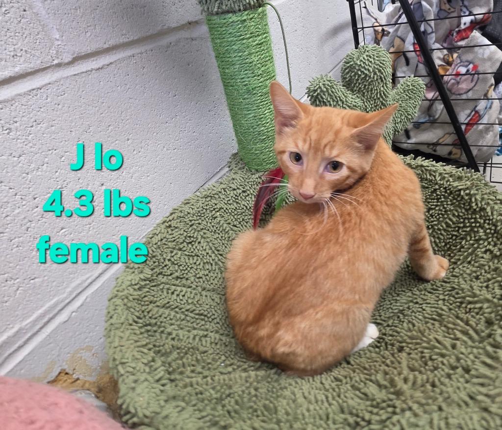J Lo, Adoptable, Kitten Female Domestic Short Hair.