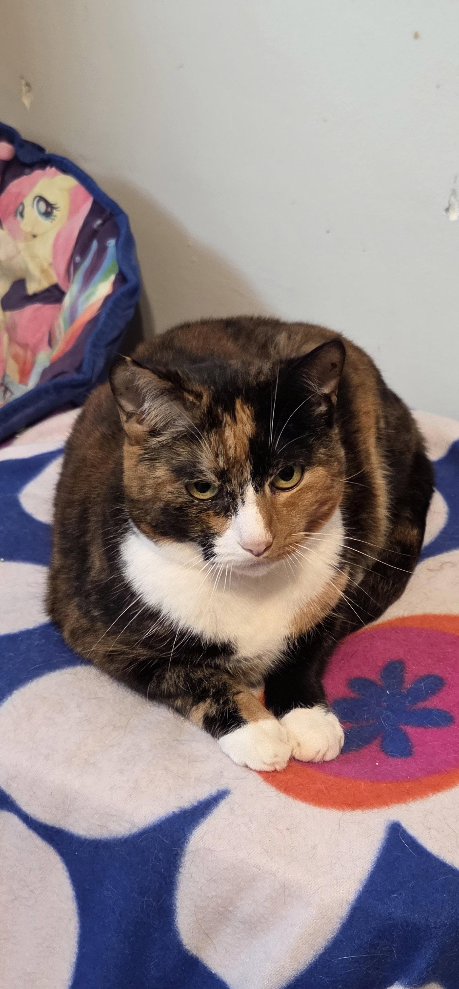 Isabella, Adoptable, Adult Female Snowshoe & Calico.