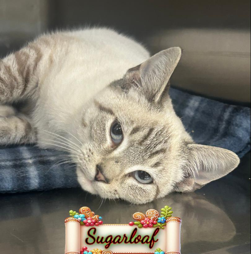 Sugarloaf, ADOPTABLE, Kitten Male Domestic Short Hair.