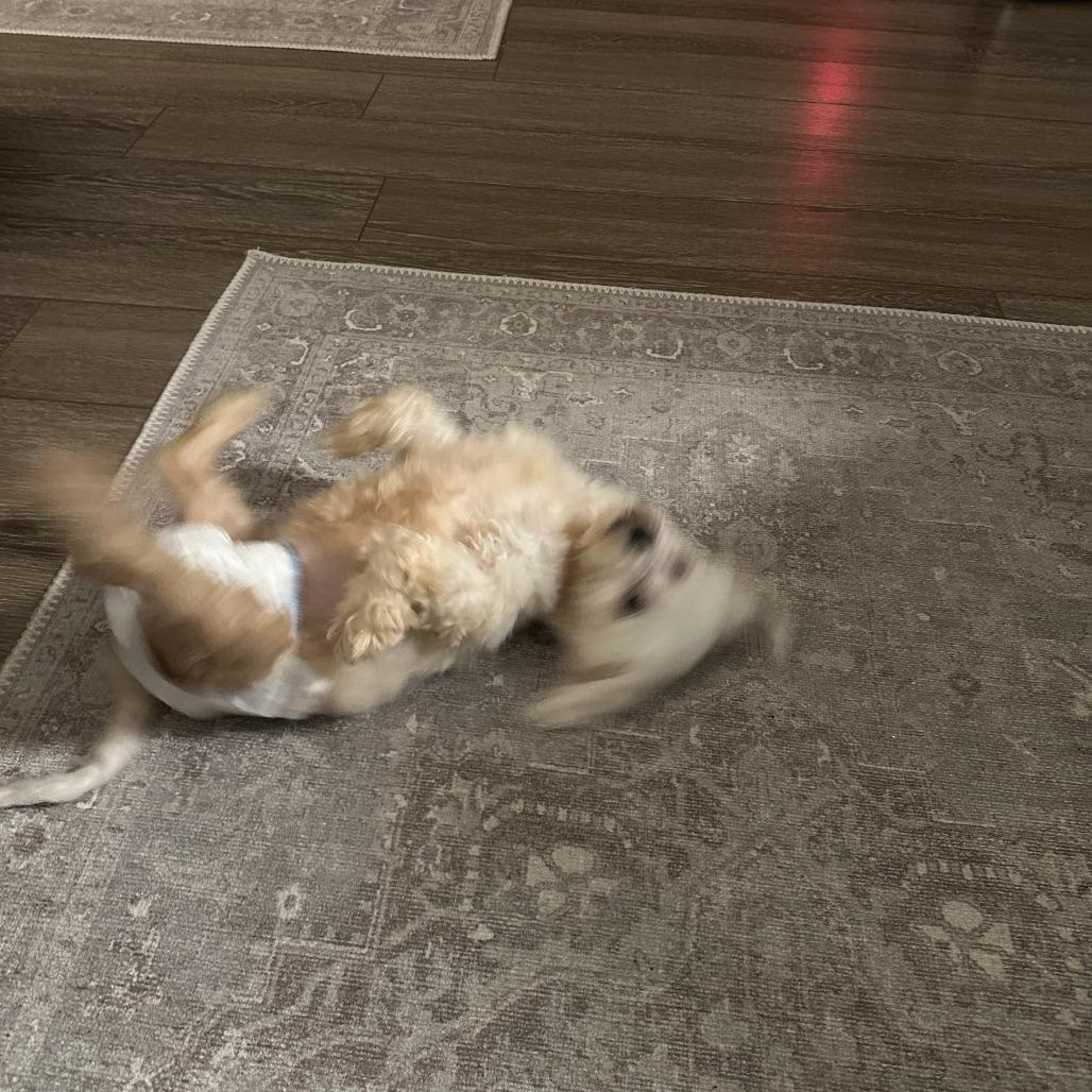 Marcia Beth, Adoptable, Adult Female Mixed Breed.