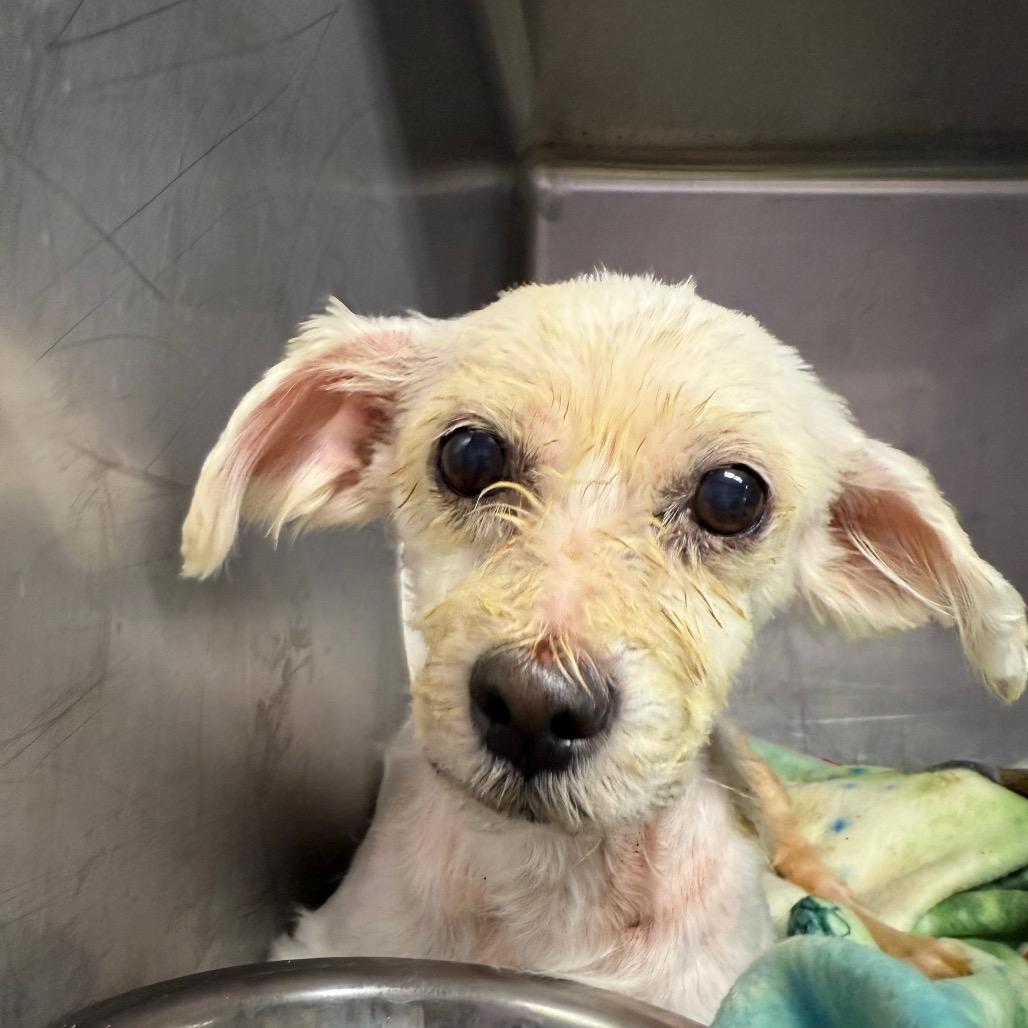 Enlarge Marcia Beth, a Adoptable Mixed Breed in Northbrook, IL image 2/6