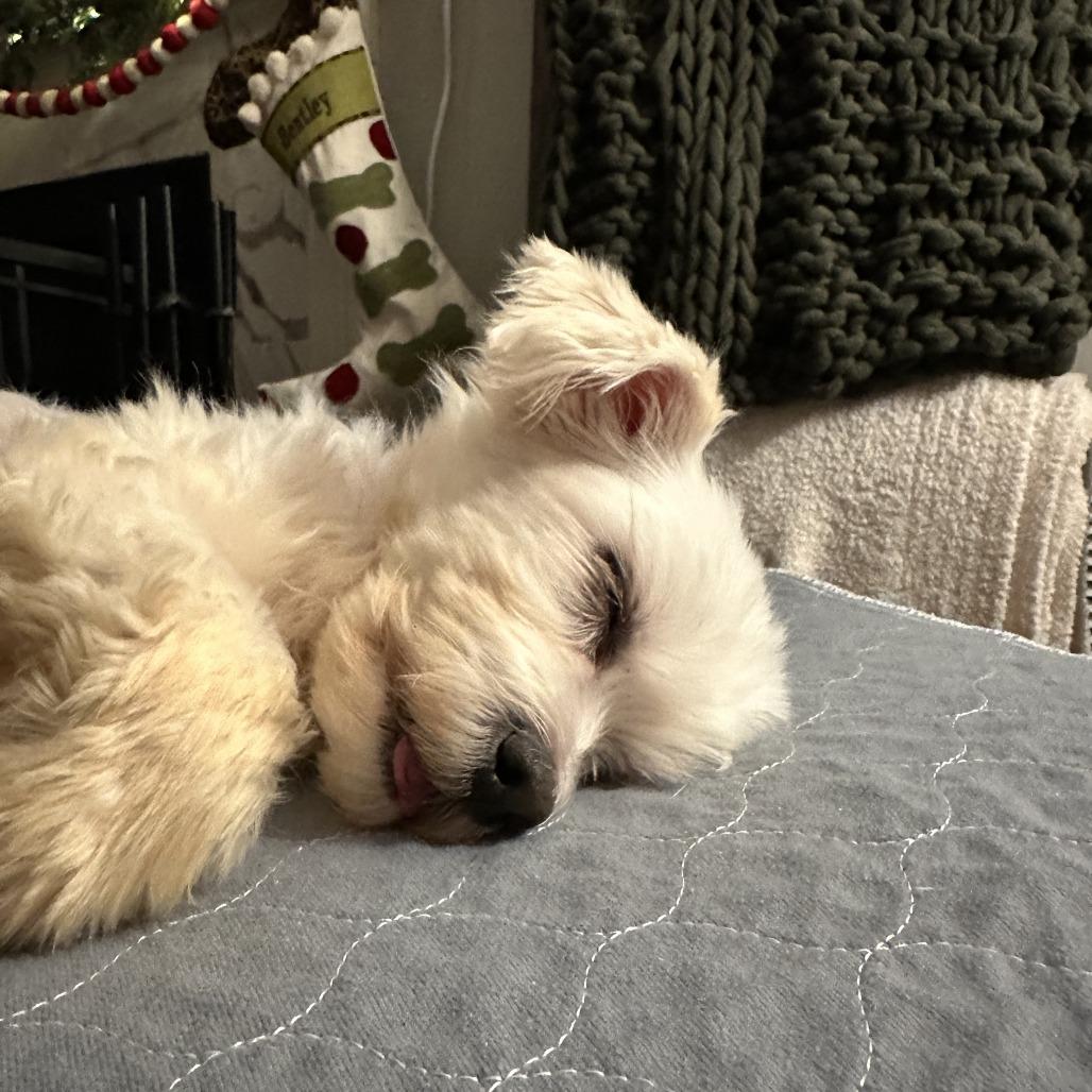 Enlarge Marcia Beth, a Adoptable Mixed Breed in Northbrook, IL image 3/6