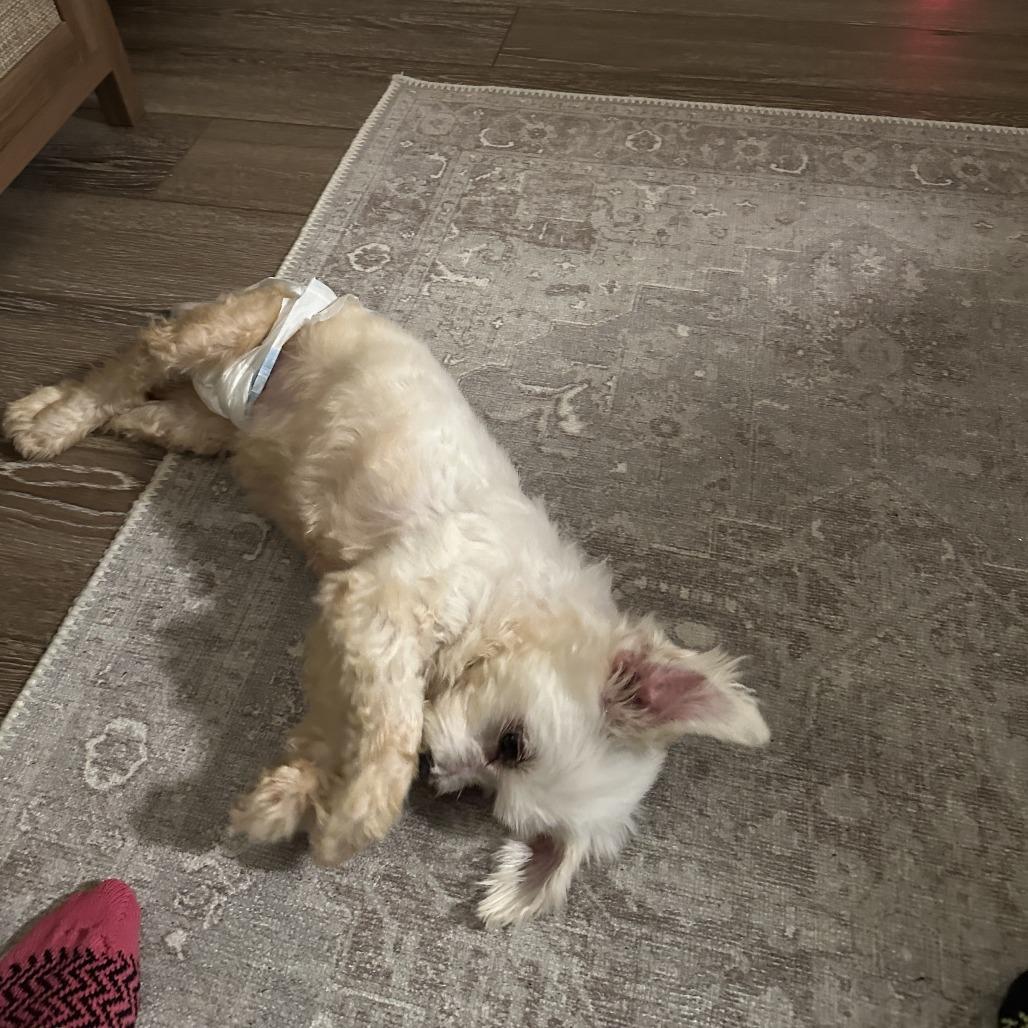 Enlarge Marcia Beth, a Adoptable Mixed Breed in Northbrook, IL image 4/6