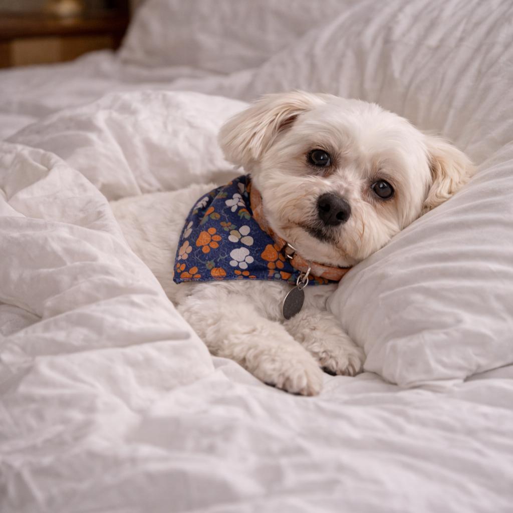 Enlarge Marcia Beth, a Adoptable Mixed Breed in Northbrook, IL image 5/6