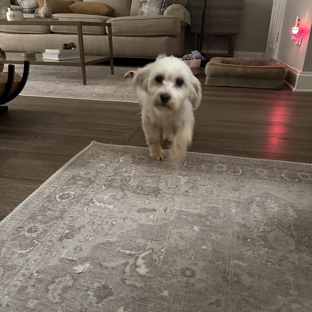 Enlarge Marcia Beth, a Adoptable Mixed Breed in Northbrook, IL image 6/6