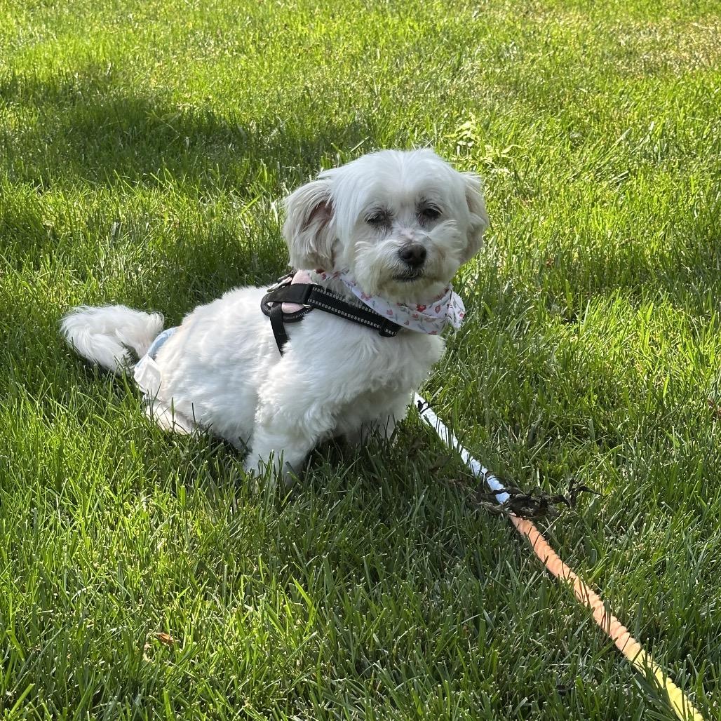 Marcia Beth, a Adoptable Mixed Breed in Northbrook, IL image 6/6