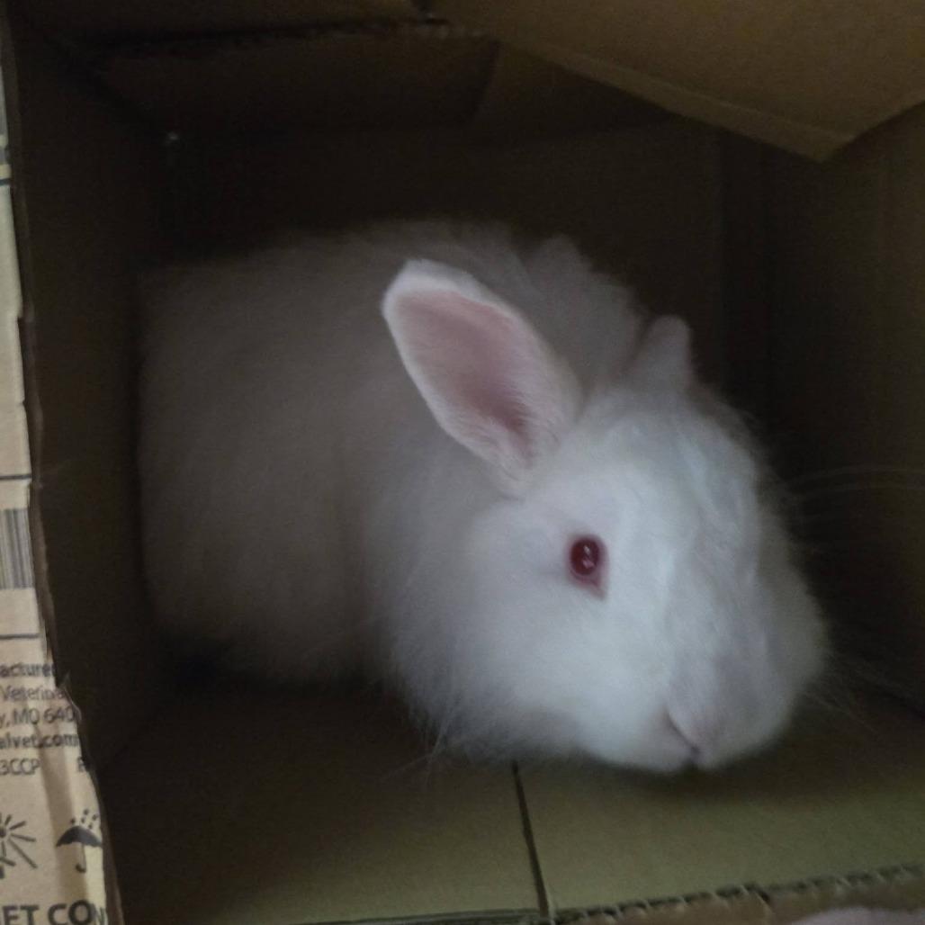 Jason, Adoptable, Adult Male Lionhead.