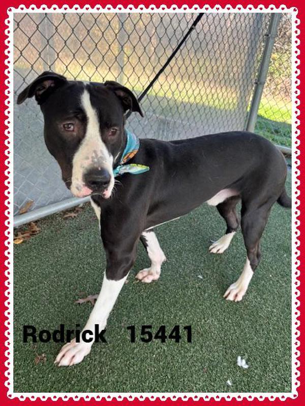 Enlarge Rodrick (859), a Adoptable mixed breed in Marietta, GA image 2/2