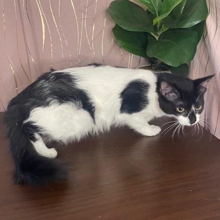 Ms Mittens — thumbnail 2