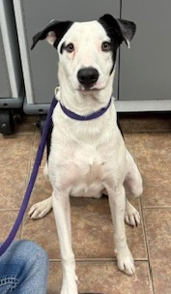 Yang, Adoptable, Young Male Border Collie.