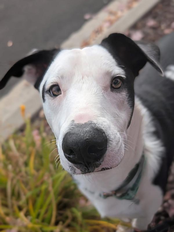Yang, a Adoptable mixed breed in Littleton, CO image 2/3