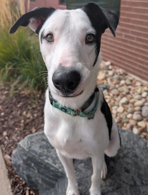 Yang, a Adoptable mixed breed in Littleton, CO image 3/3