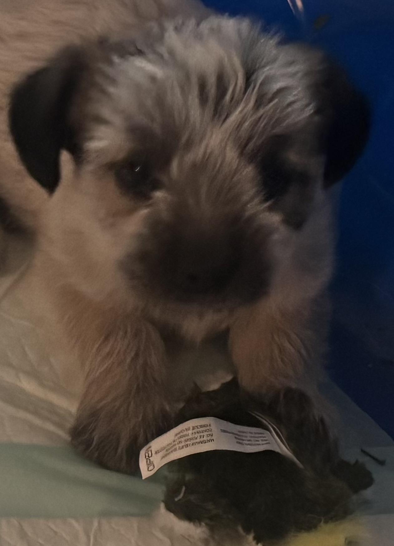 Moana- Special Adoption Fee $100, a Adoptable mixed breed in Cerritos, CA image 1/2