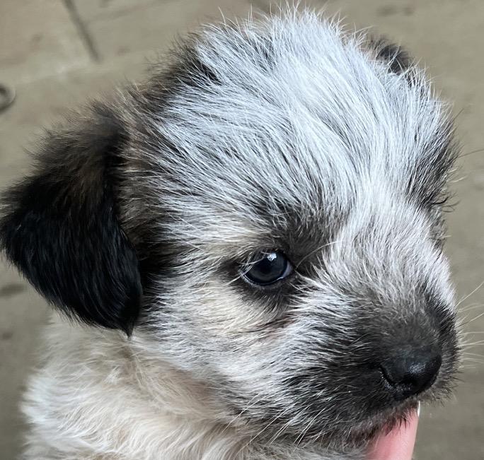 Moana- Special Adoption Fee $100, a Adoptable mixed breed in Cerritos, CA image 2/2