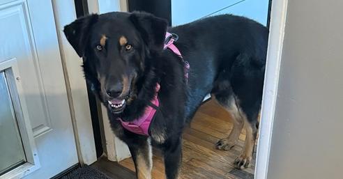 ROGER, Adoptable, Adult Male Shepherd.