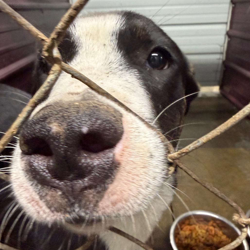 Winson, Adoptable, Young Male Pit Bull Terrier.