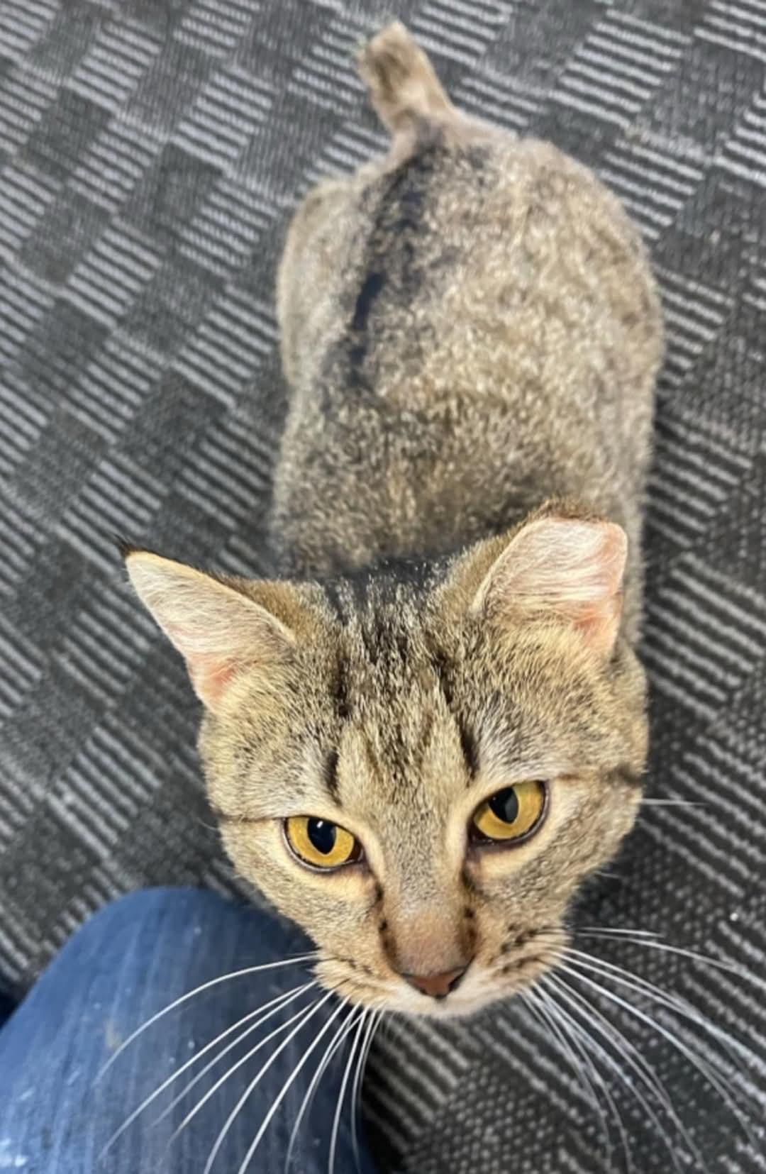 Bobbi, Adopted, Adult Female American Shorthair.