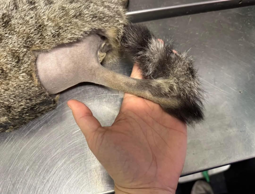 Bobbi, a Adopted mixed breed in Chillicothe, OH image 2/6