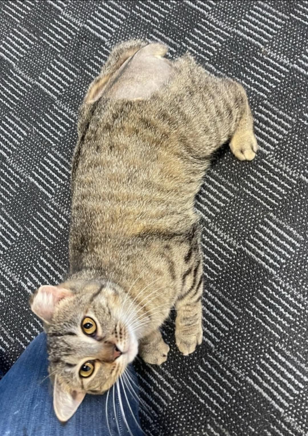 Bobbi, a Adopted mixed breed in Chillicothe, OH image 3/6