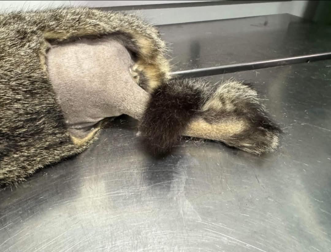 Bobbi, a Adopted mixed breed in Chillicothe, OH image 5/6