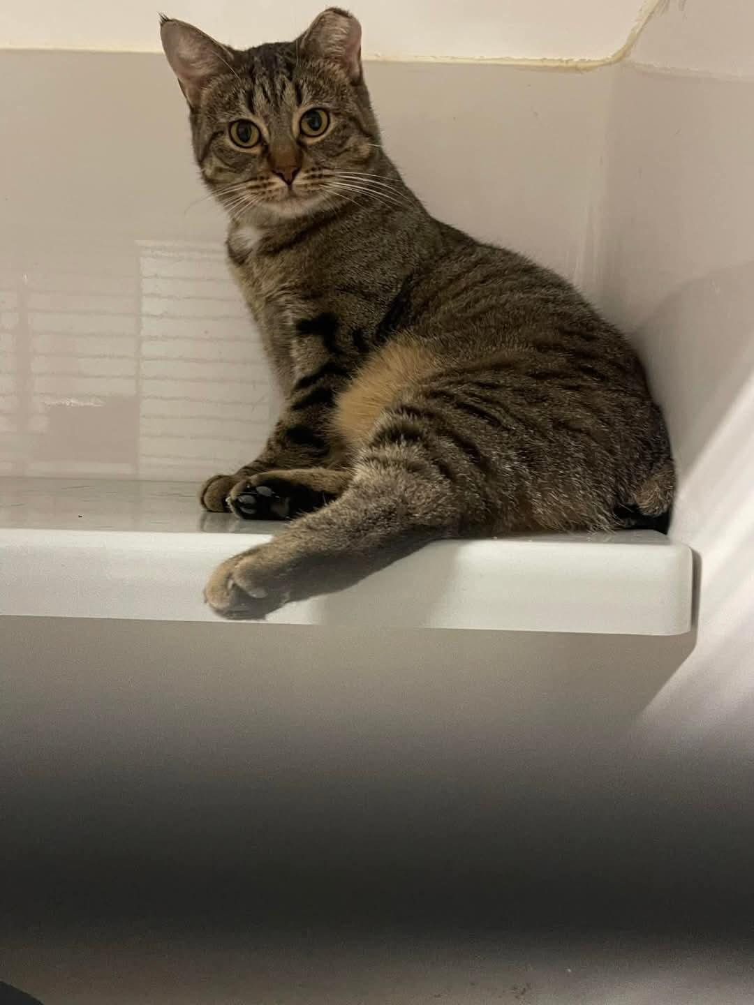 Bobbi, a Adopted mixed breed in Chillicothe, OH image 6/6