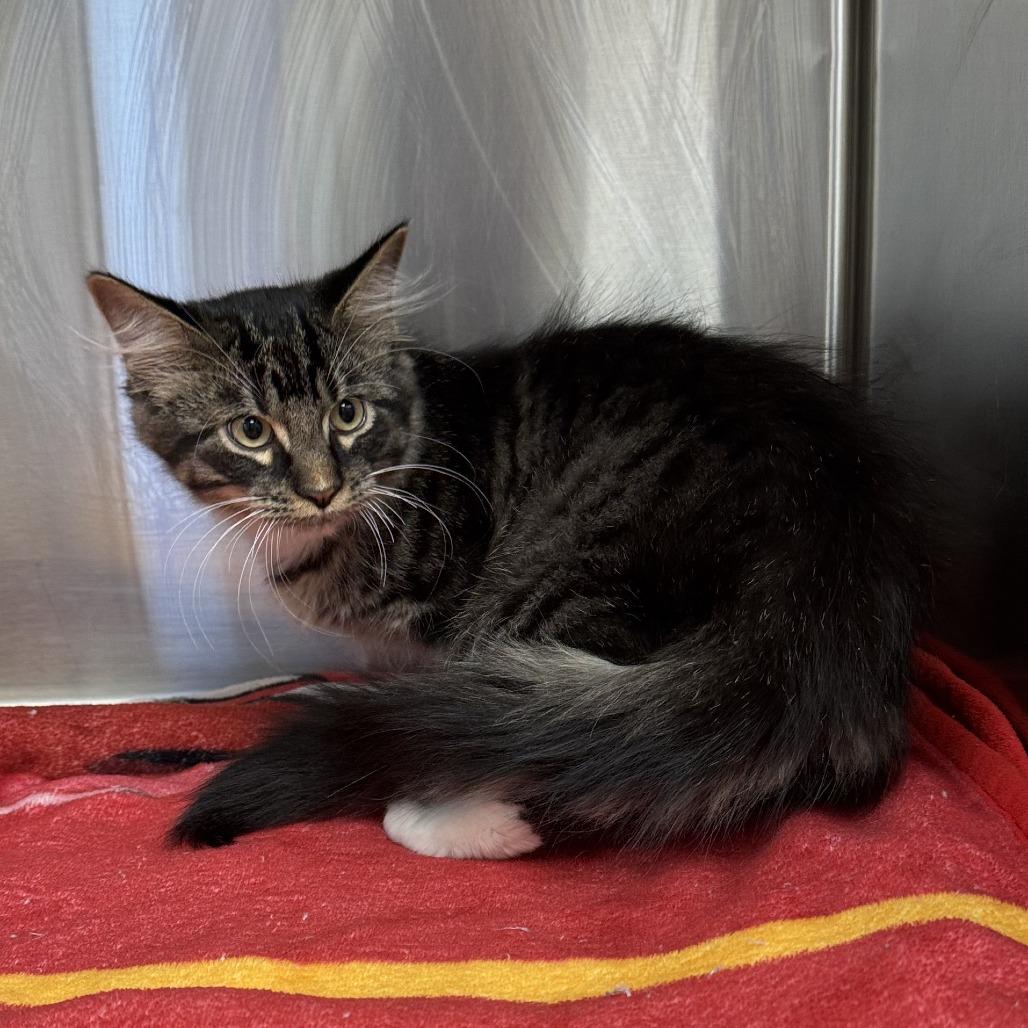 Enlarge Spatula, an adopted Domestic Medium Hair in Kansas City, KS image 1/1