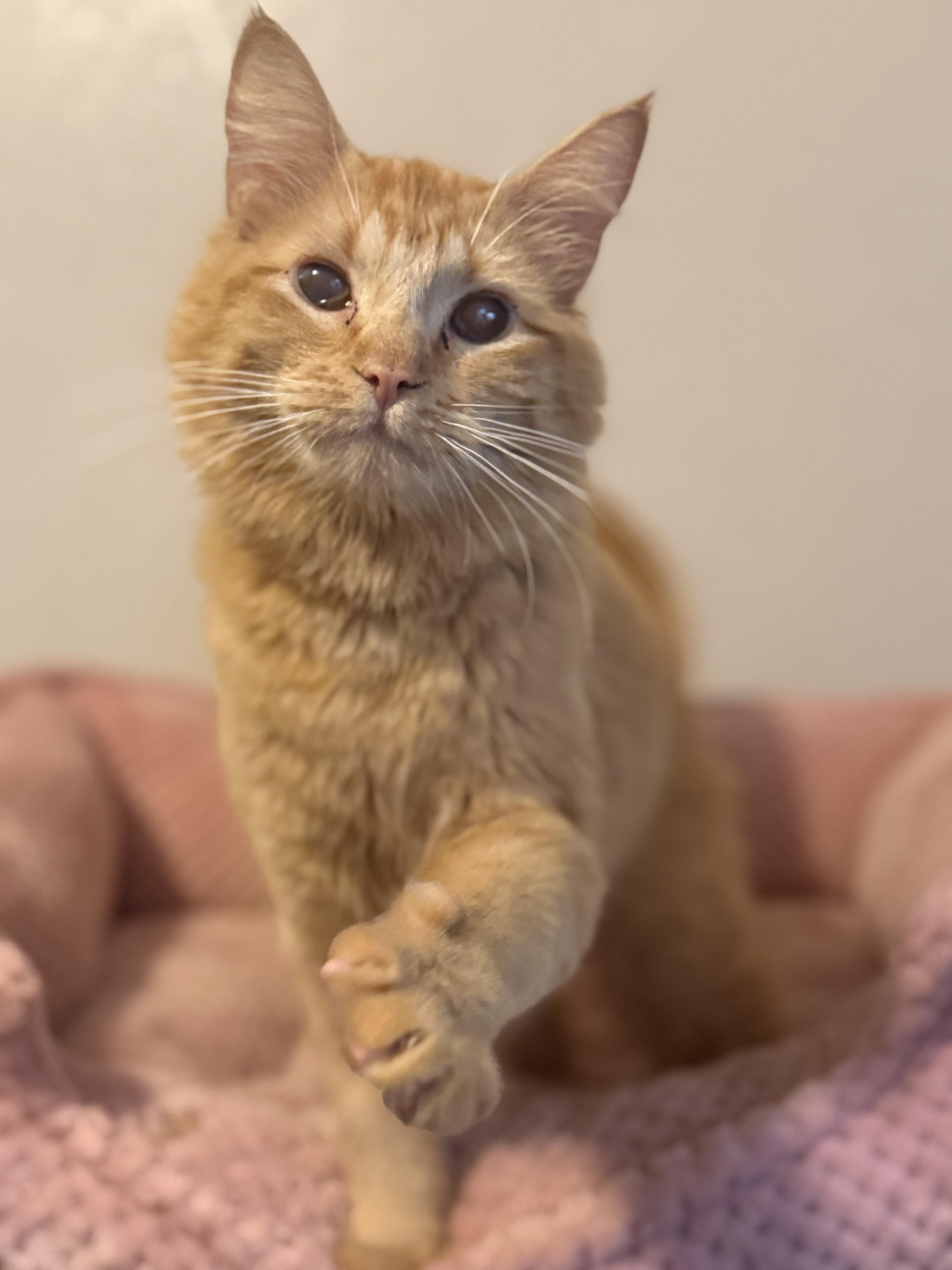 Vixen, Adoptable, Adult Female Domestic Medium Hair.