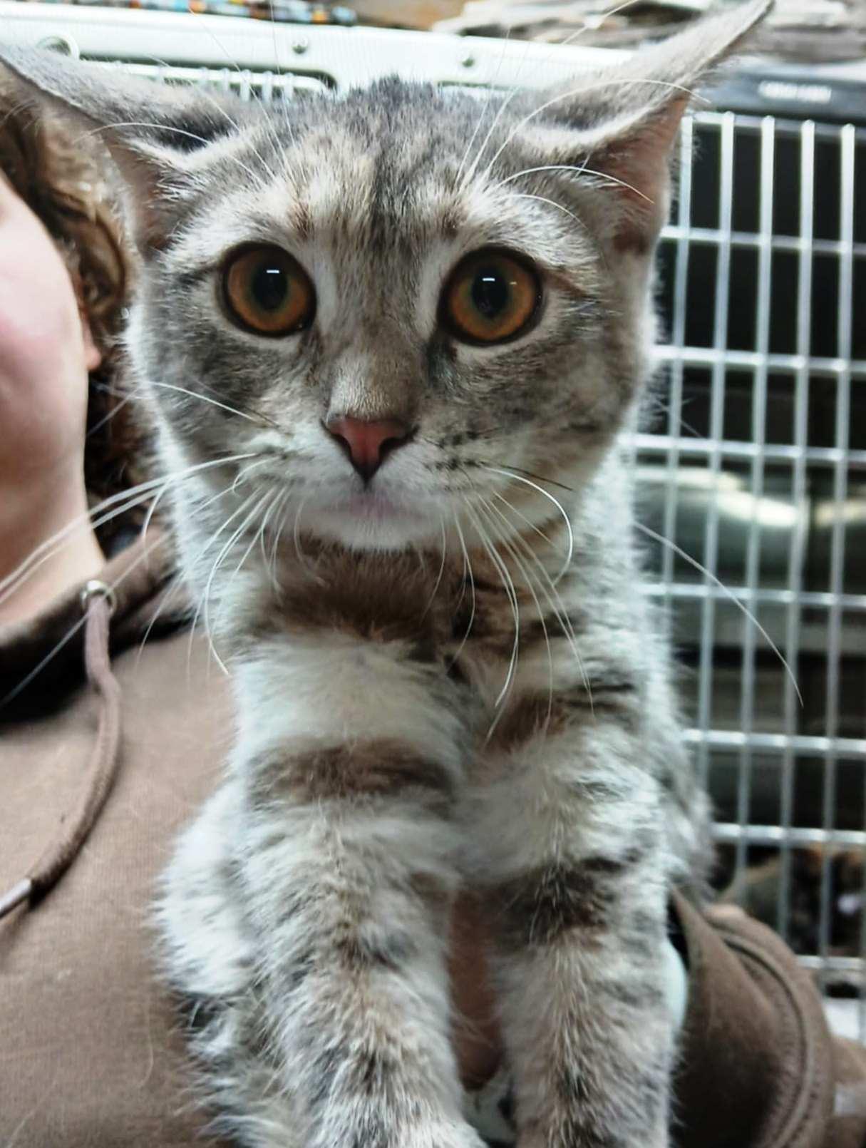 Elly, a Adoptable Domestic Short Hair in Princeton, IN image 2/2