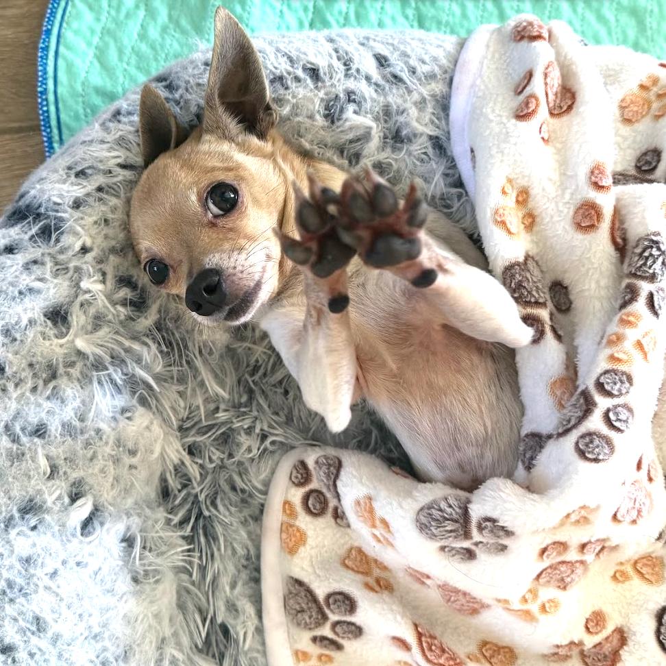 Pocket, Adoptable, Adult Male Chihuahua.