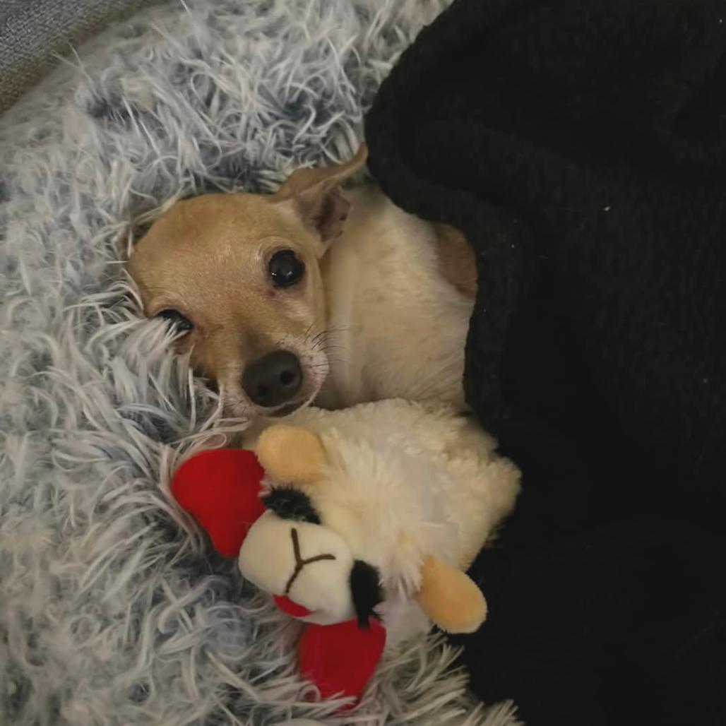 Enlarge Pocket, a Adoptable Chihuahua in Dallas, TX image 2/5