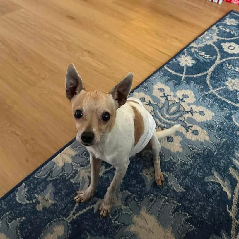 Enlarge Pocket, a Adoptable Chihuahua in Dallas, TX image 4/5