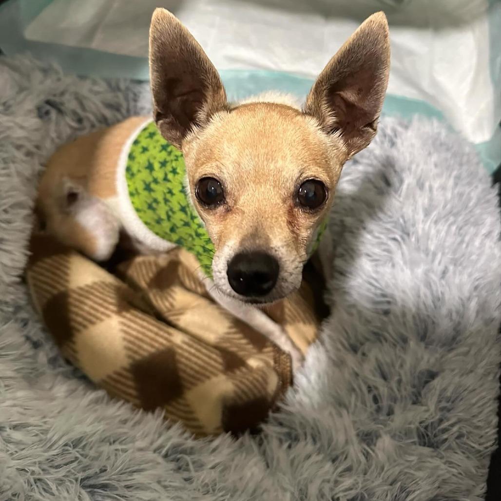 Pocket, Adoptable, Adult Male Chihuahua.
