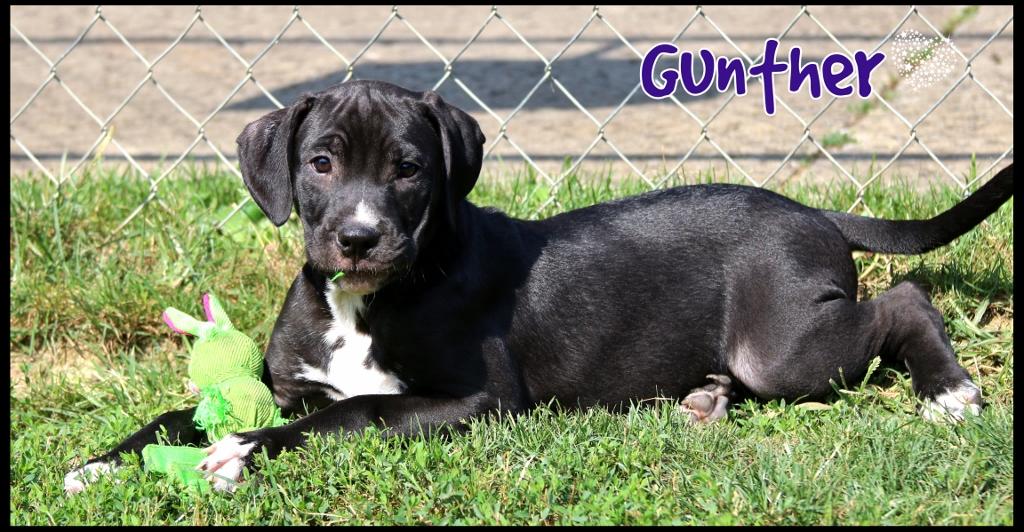 Gunther, a Adoptable mixed breed in Shippenville, PA image 5/6