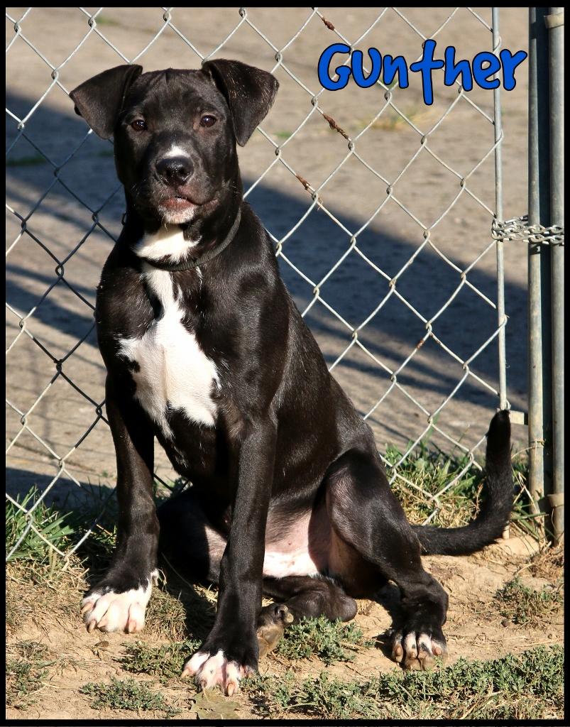 Gunther, a Adoptable mixed breed in Shippenville, PA image 1/6