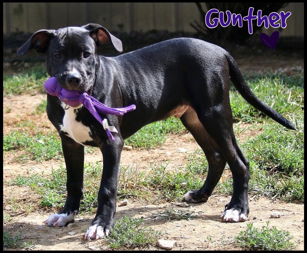 Gunther, a Adoptable mixed breed in Shippenville, PA image 3/6